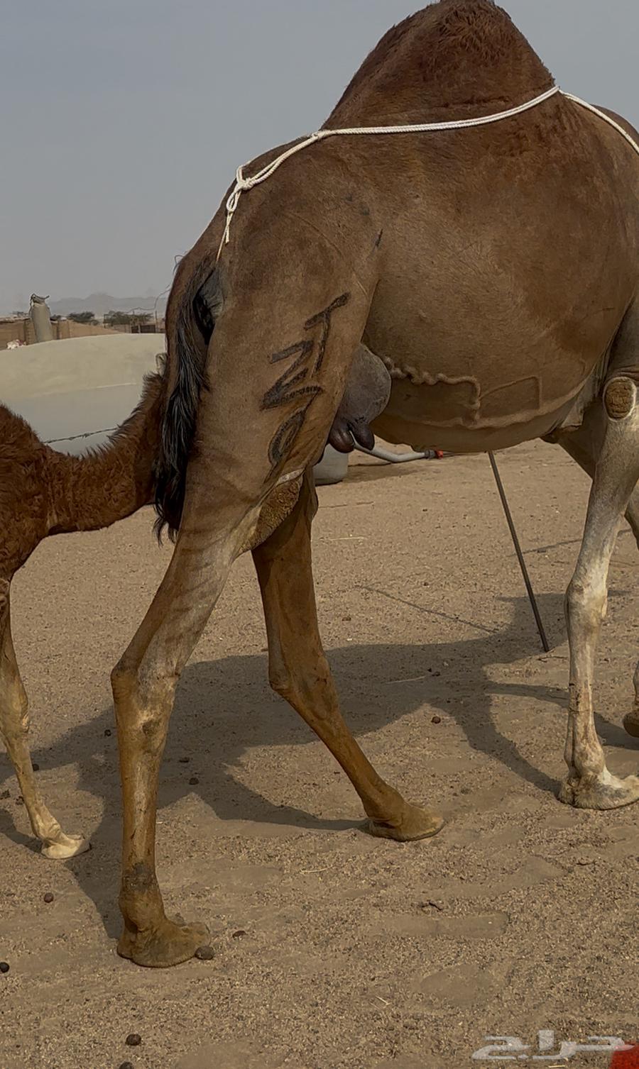 خلفه ساحليه مصغر معها قعود64506090212995113