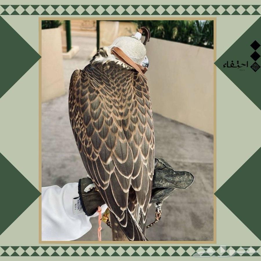 صقور للأيجار للاحتفالات والمناسبات64505287677315112