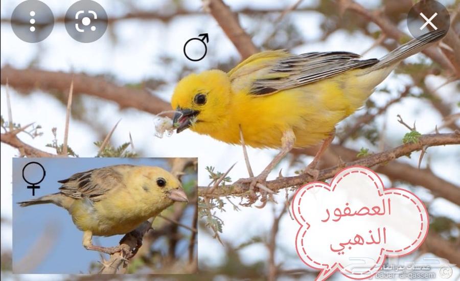 Golden Weaver (Zebra) Tailor64508943657602110