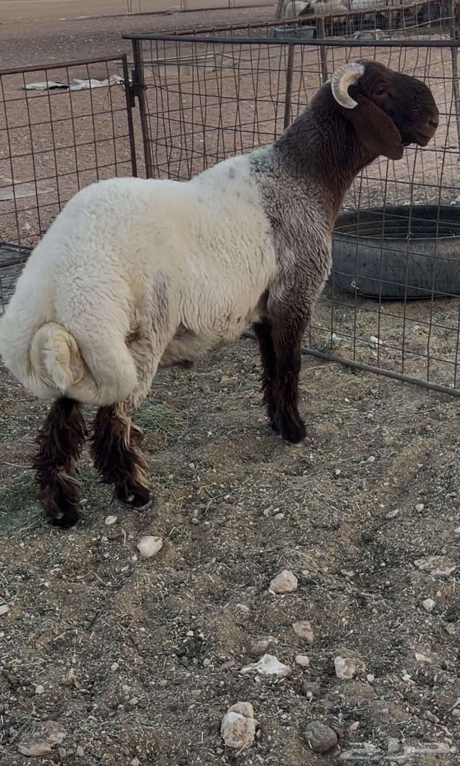 طلي للبيع64504009398529110