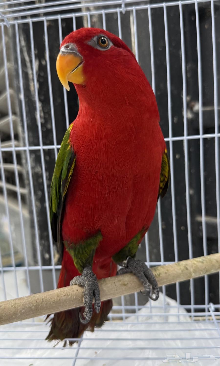 لوري شاترينق تم البيع64507810046209113