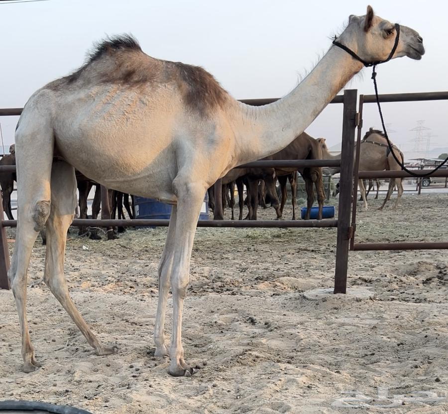 بكره مهجنه اصيل لقيه64508215404803110