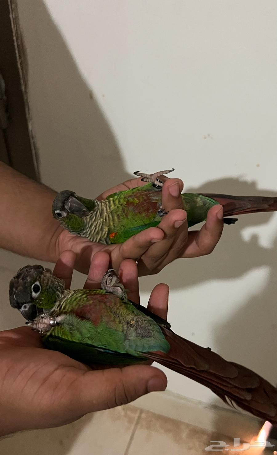 Knier Green Cheek Conure Parrot, Tames All and Lies on Its Back64506461063298110