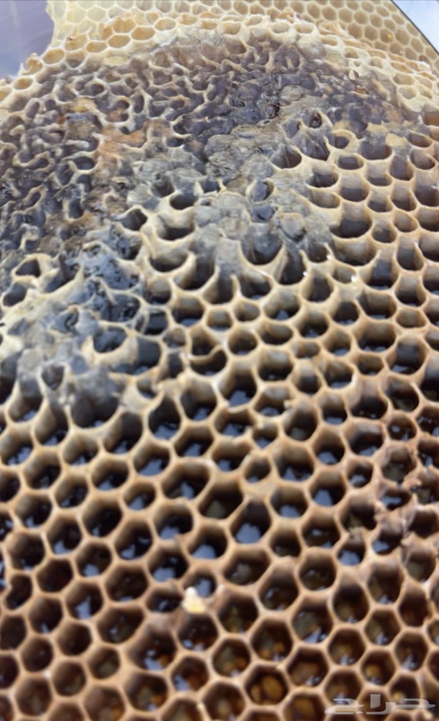 عسل جبلي صافي جديد من منحلي شخصيا64510479066371112