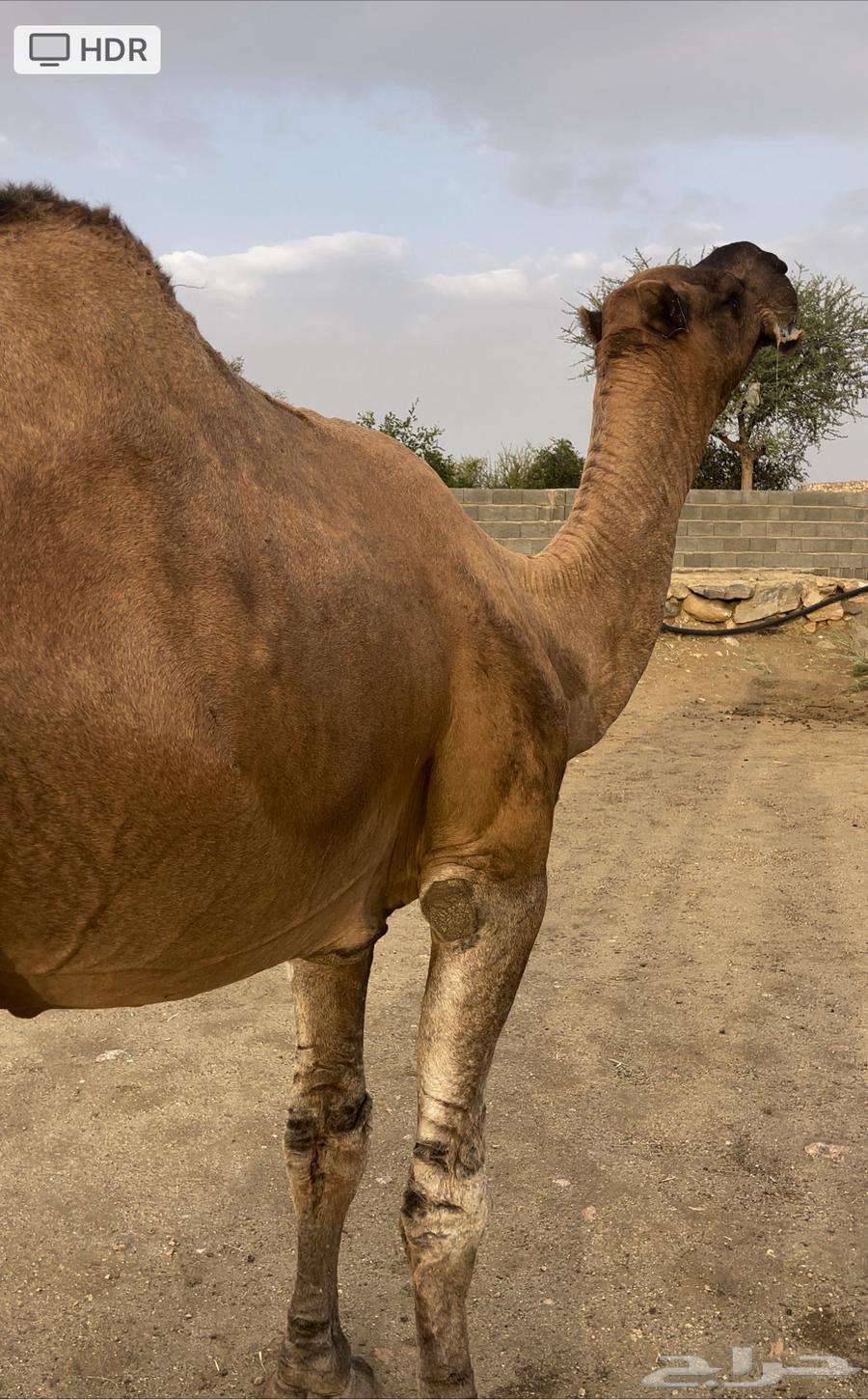 بعير حمر مجاهيم مشروطه للبيع64508607492227110