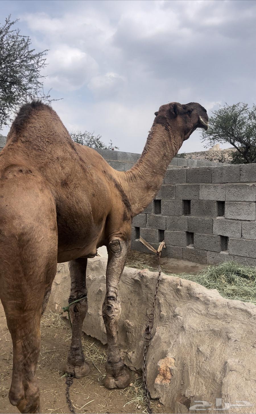 بعير حمر مجاهيم مشروطه للبيع64508607492227112