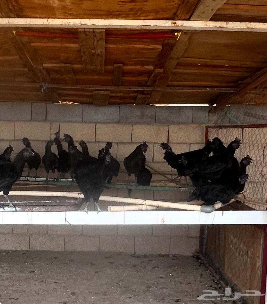 دجاج اندونيسي للبيع64504668249986112