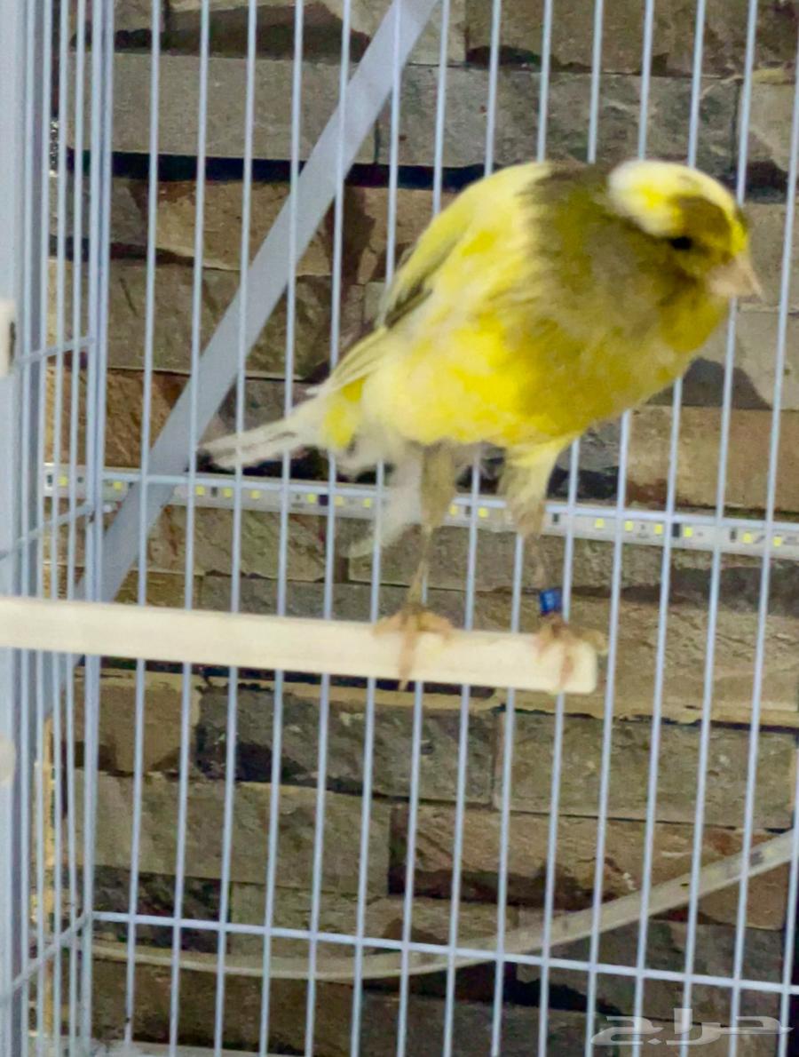 زوج كناري يورك شاير تم البيع64510012884993112