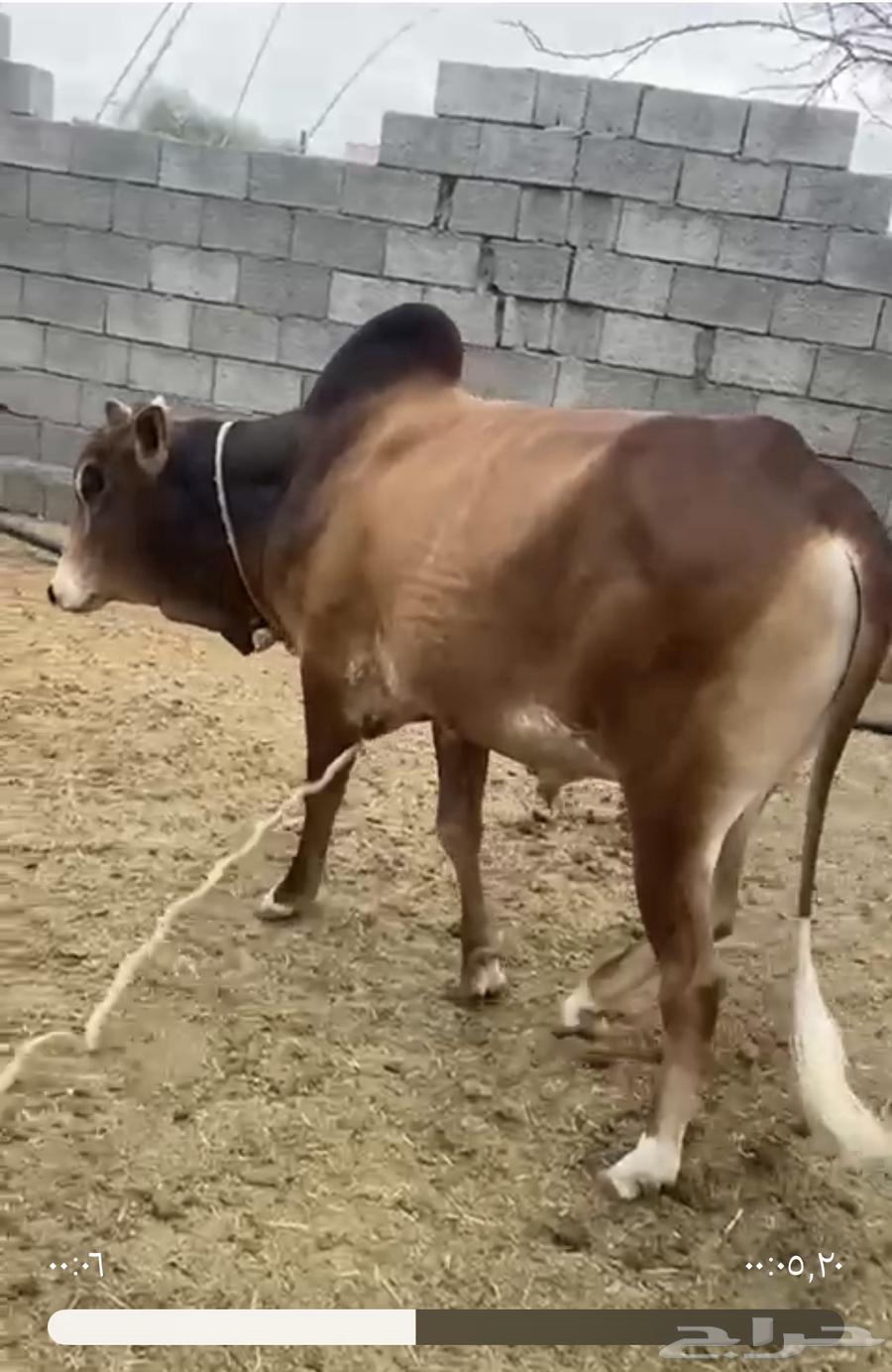 ثور للبيع بعمر سنتين والنصف64508621293571113