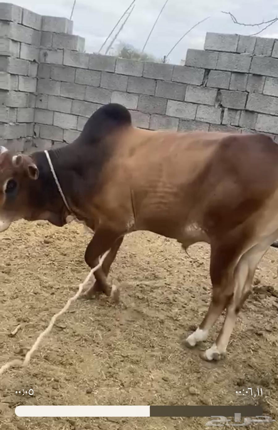 ثور للبيع بعمر سنتين والنصف64508621293571110