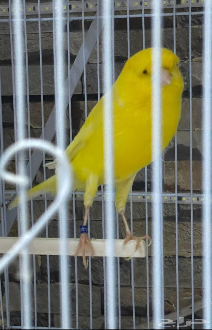 زوج كناري يورك شاير تم البيع64510012884993110