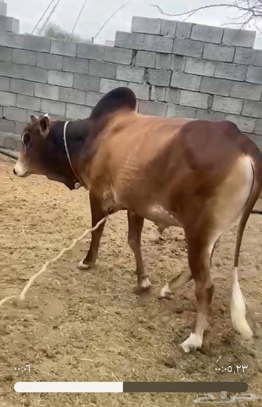 ثور للبيع بعمر سنتين والنصف64508621293571112