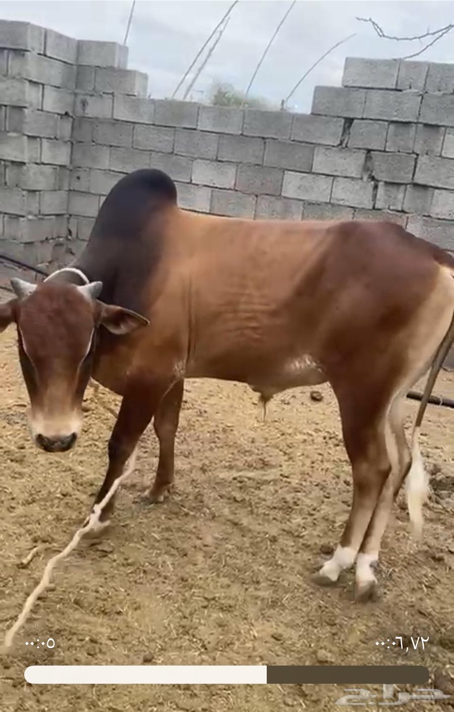 ثور للبيع بعمر سنتين والنصف64508621293571111