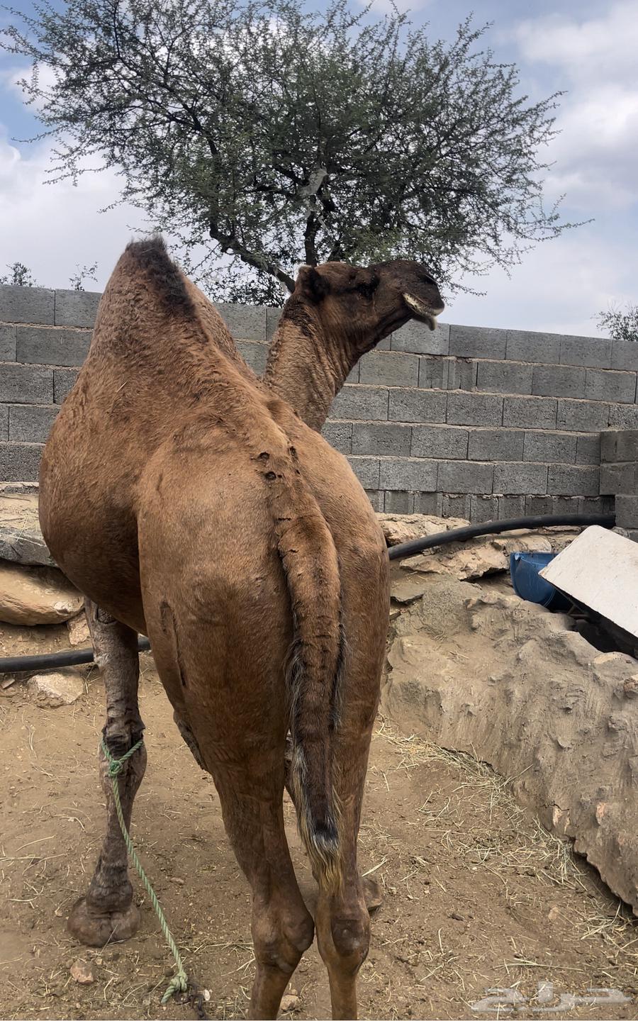 بعير حمر مجاهيم مشروطه للبيع64508607492227113