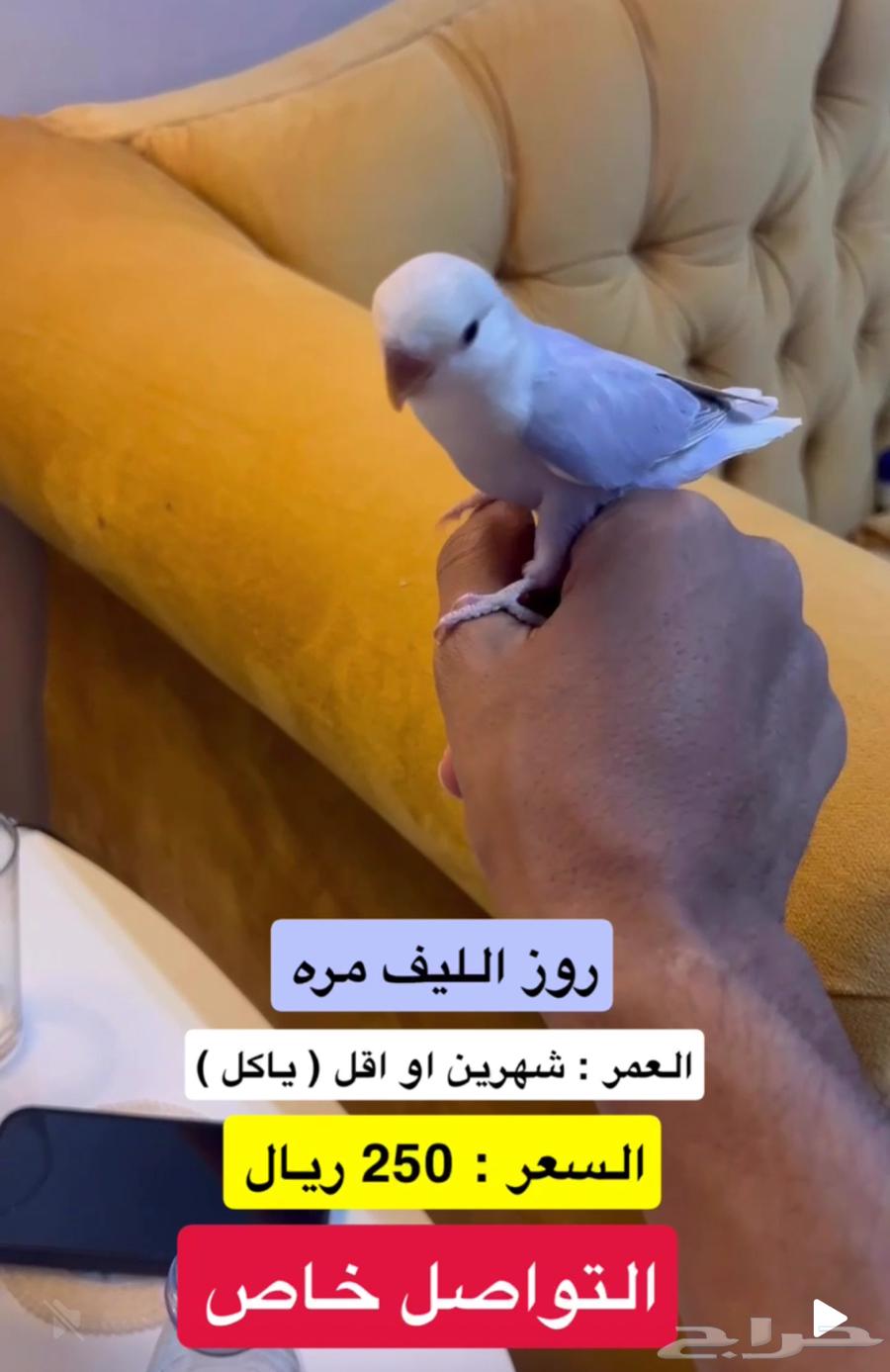 روز الليف ( بنفسجي - اخضر64509729097217111