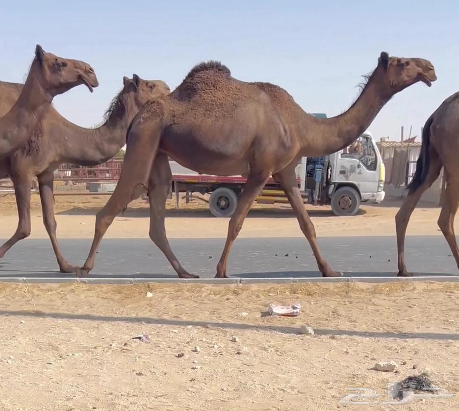 6 calves and 2 heifers64504626854786110