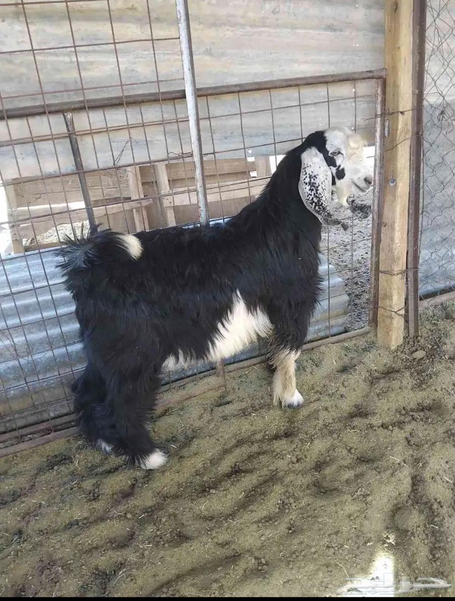 Projects Bucks64509124181763112