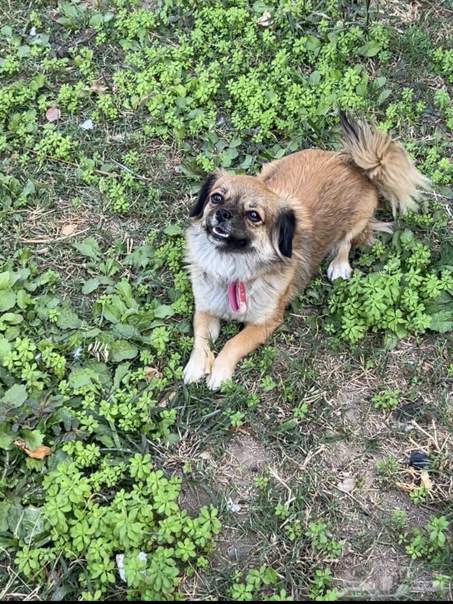 كلب ودود للبيع64503090724098112