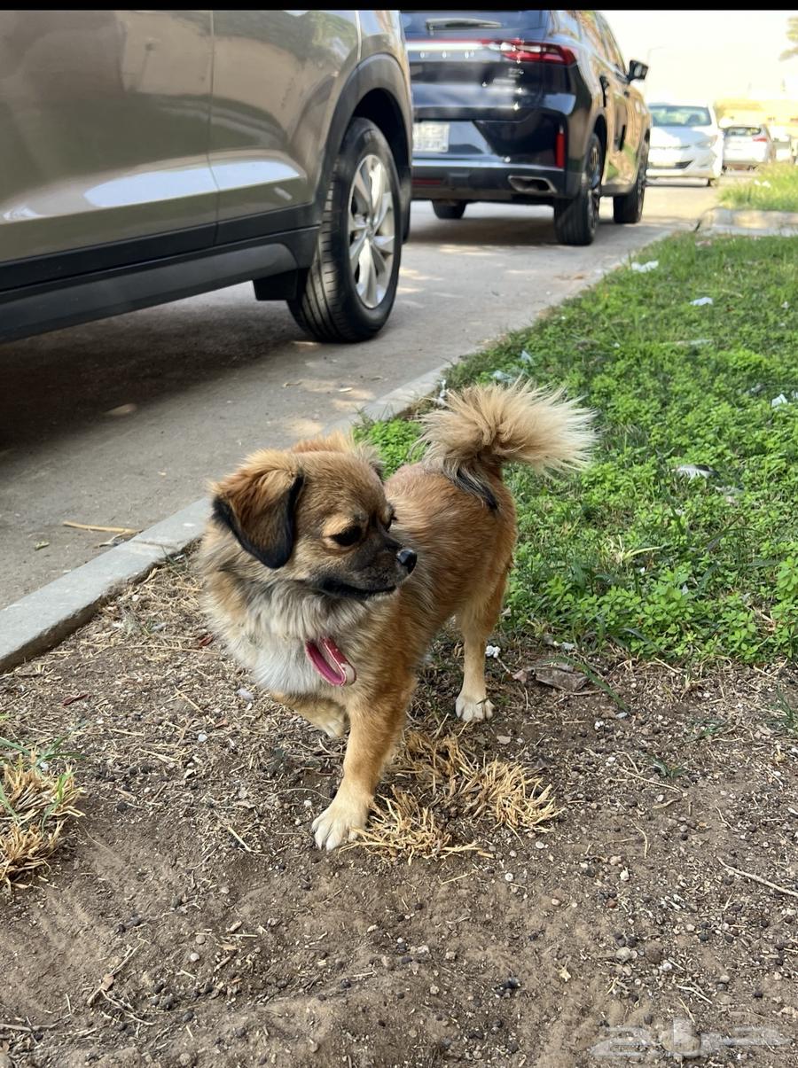 كلب ودود للبيع64503090724098111