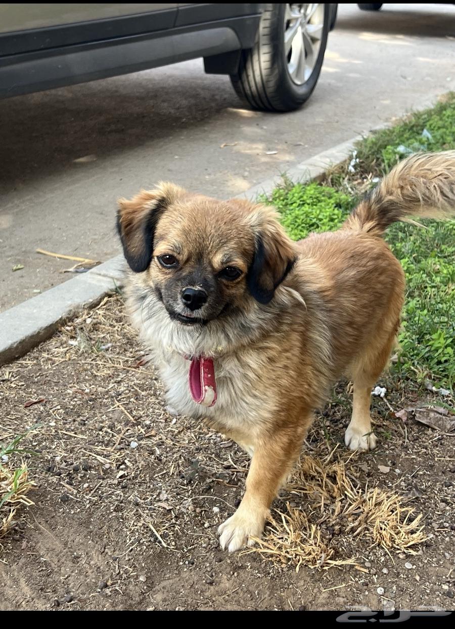 كلب ودود للبيع64503090724098110