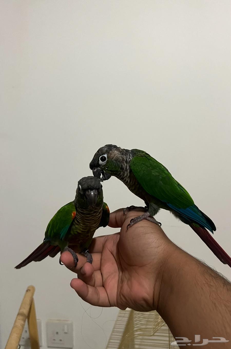 Knier Green Cheek Conure Parrot, Tames All and Lies on Its Back64506461063298113