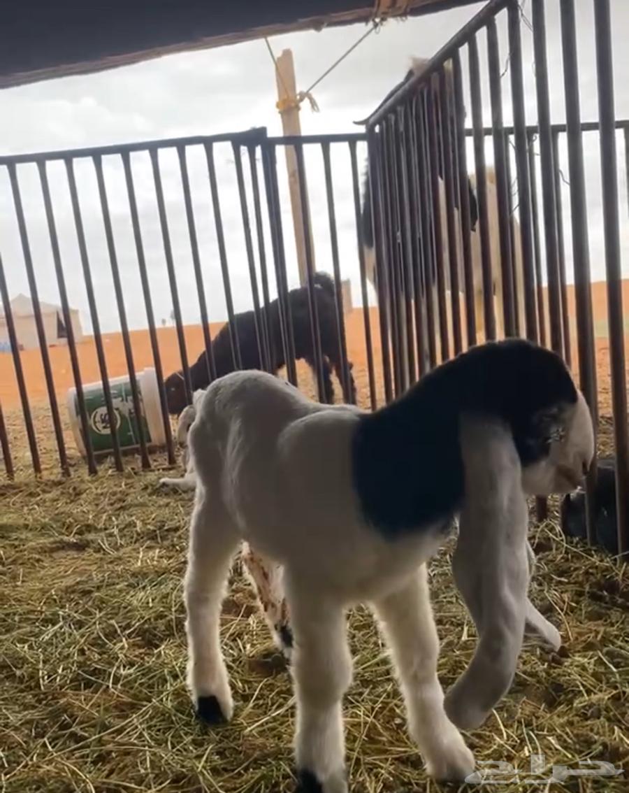 تيس فحل هولندي طيب بالحيل64492554944897112