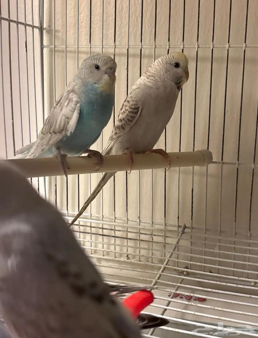 Budgerigars64508565542275112