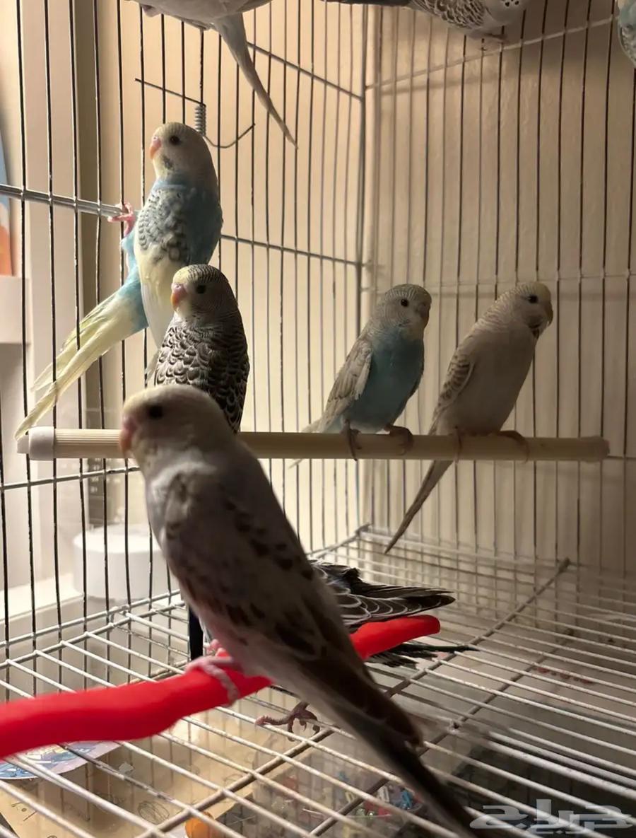 Budgerigars64508565542275110