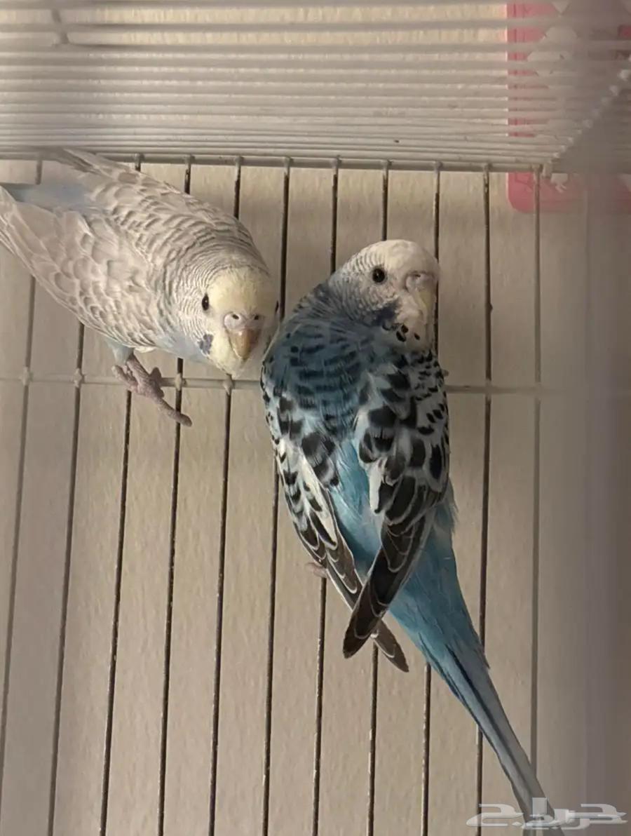 Budgerigars64508565542275111