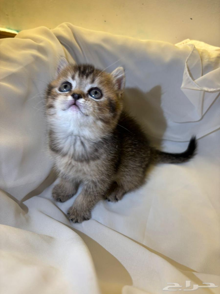 قطط للبيع64434100901633113