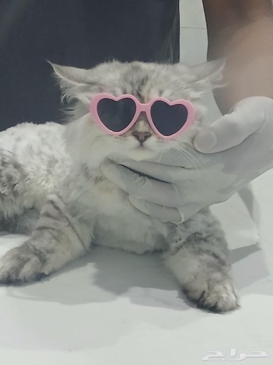 شيرازي ب300 ريال مع اغراضه كامله64509124165634110