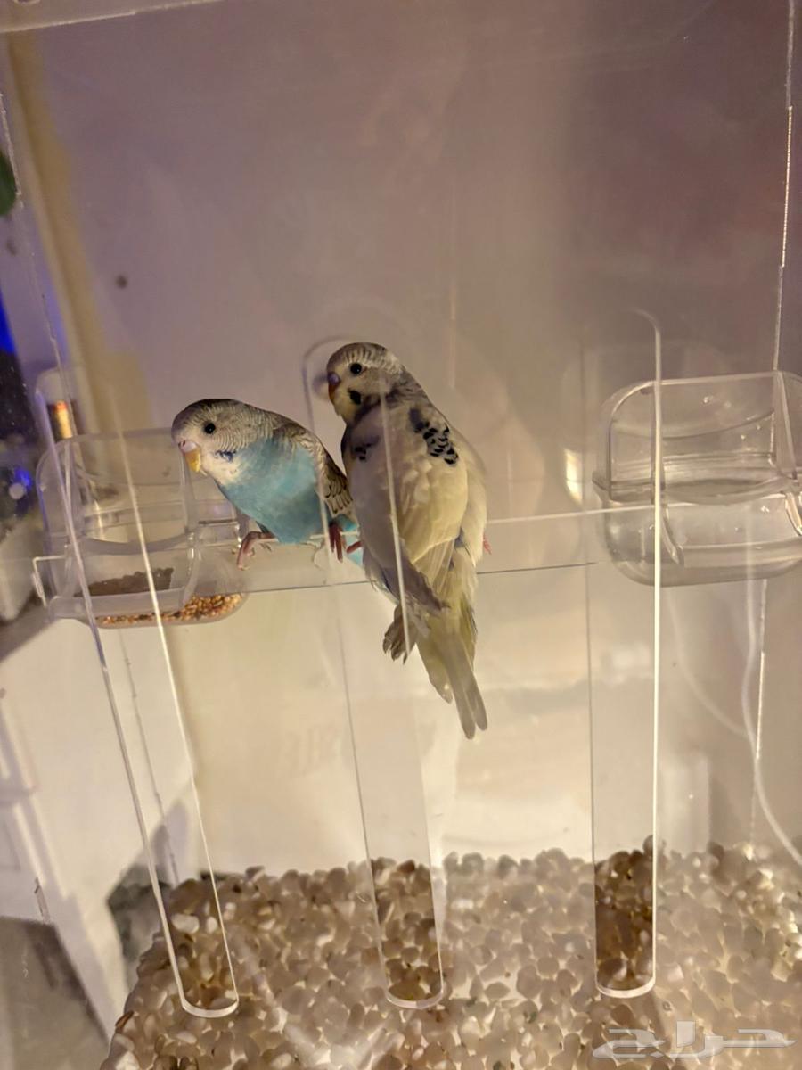 للبيع جوز طيور حب64506577298050111