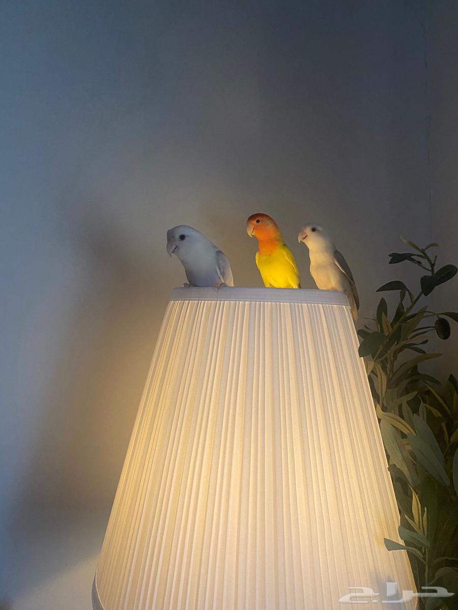 طيور روز64505660542465113