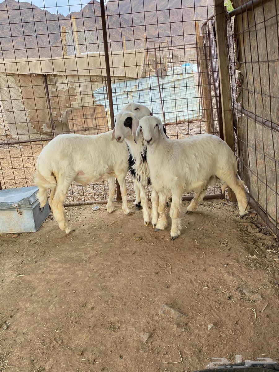 للبيع طليان64506591323266110