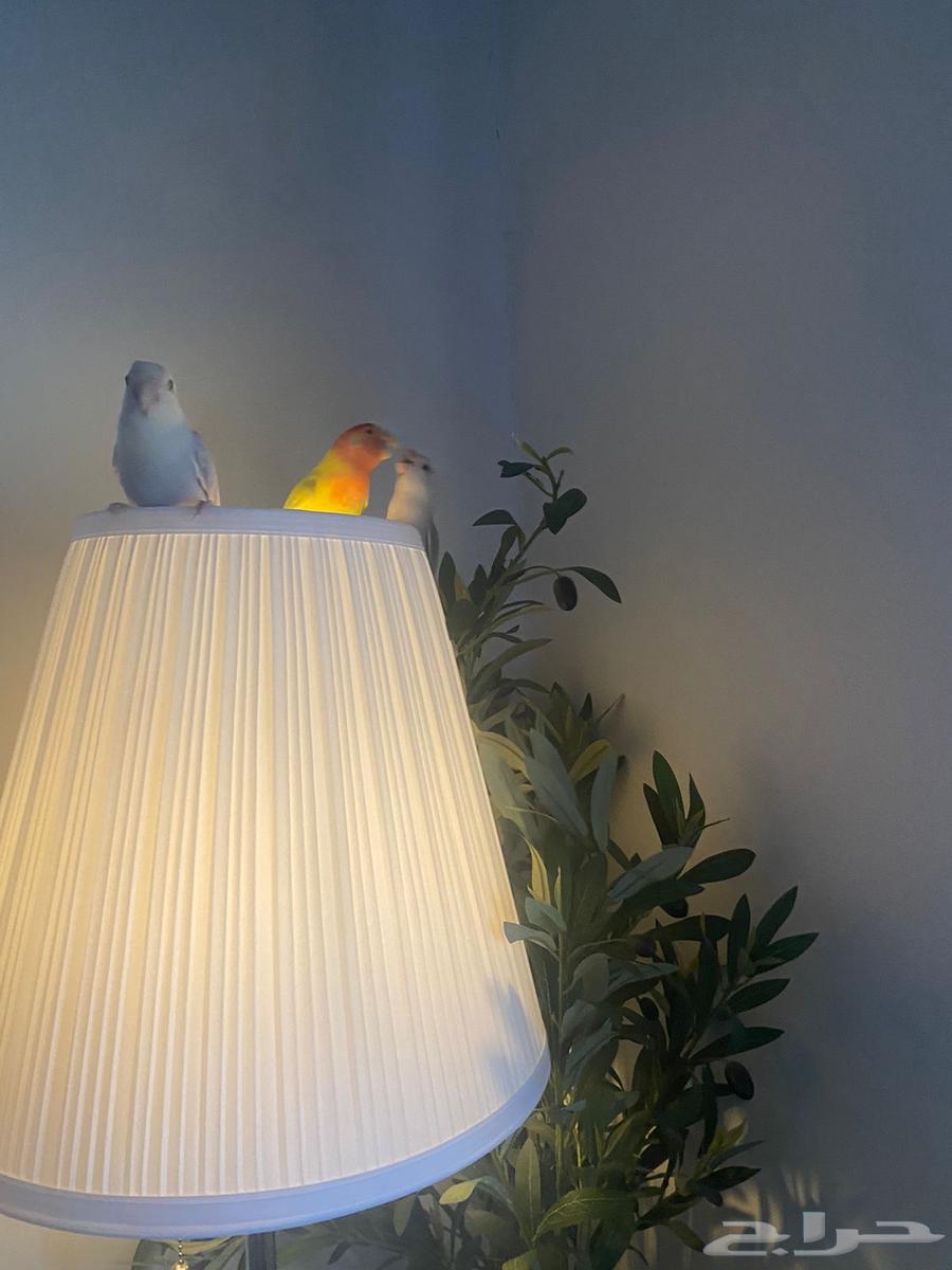 طيور روز64505660542465110