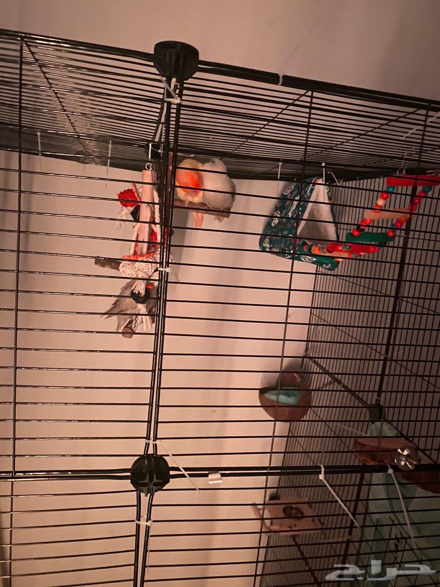 طيور روز64505660542465114