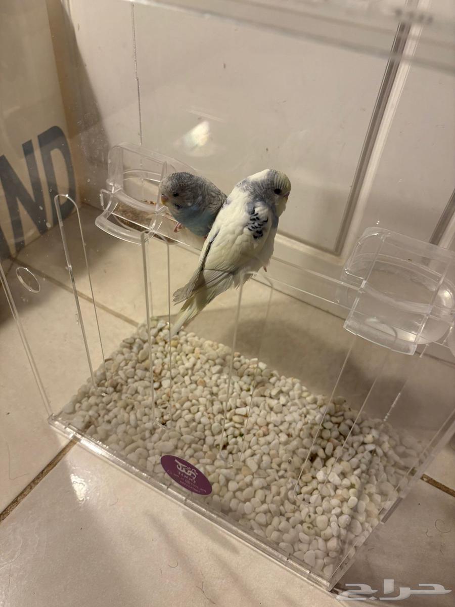 للبيع جوز طيور حب64506577298050113