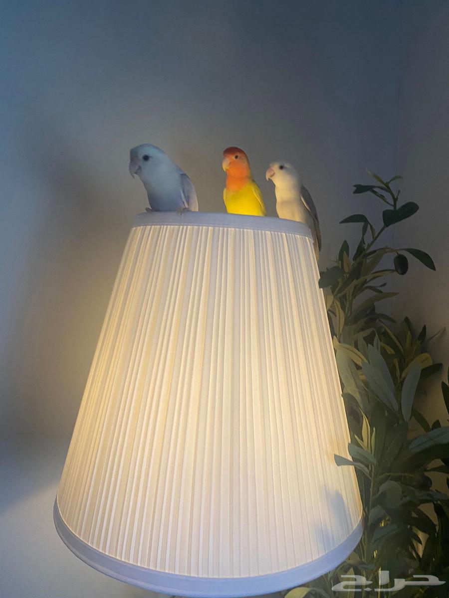 طيور روز64505660542465111