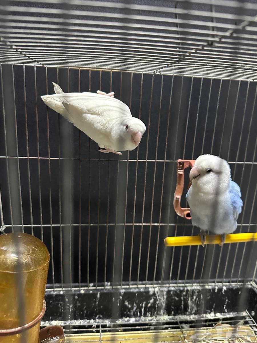 Taming is now required for once gentle deer64509856414083110