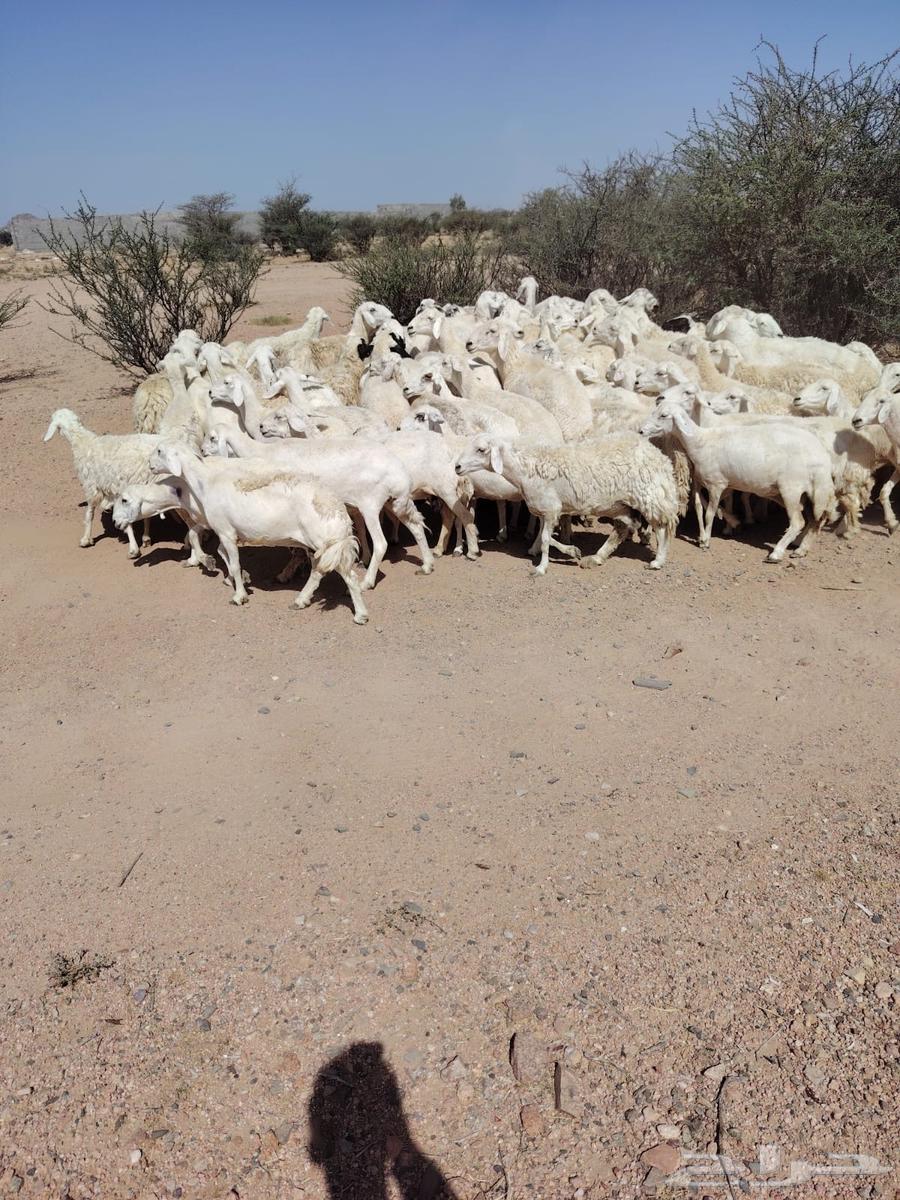 Limit 78064507921734018111