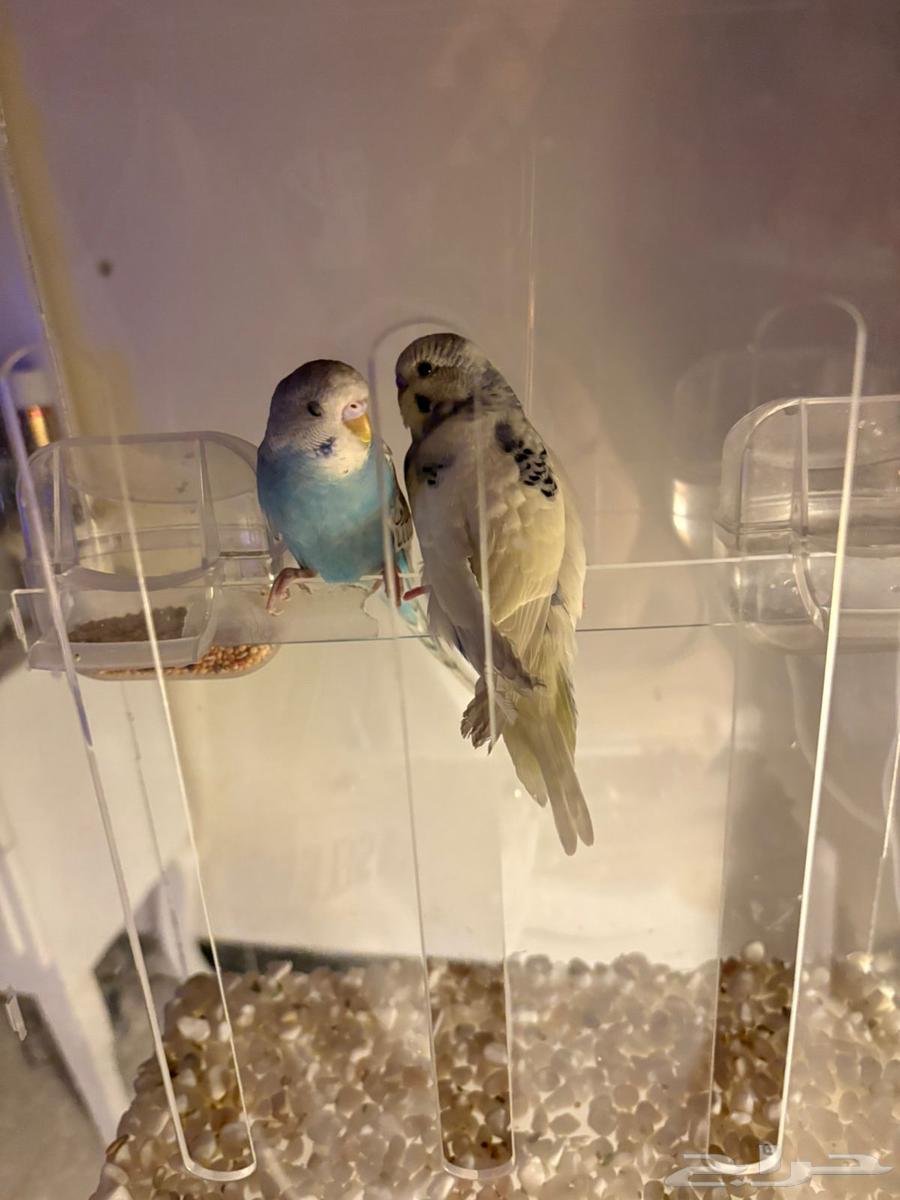 للبيع جوز طيور حب64506577298050110