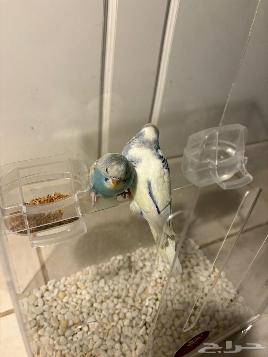 للبيع جوز طيور حب64506577298050112