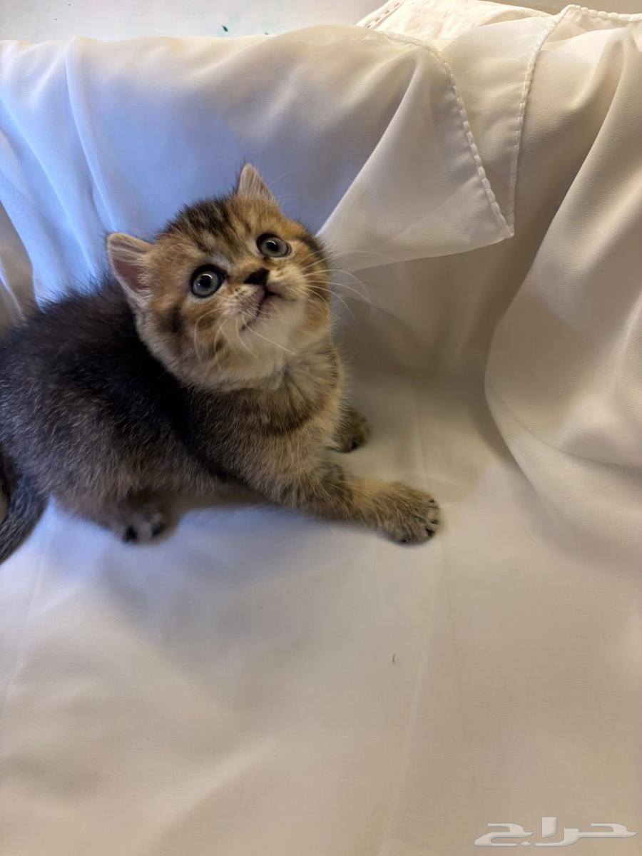 قطط للبيع64434100901633112