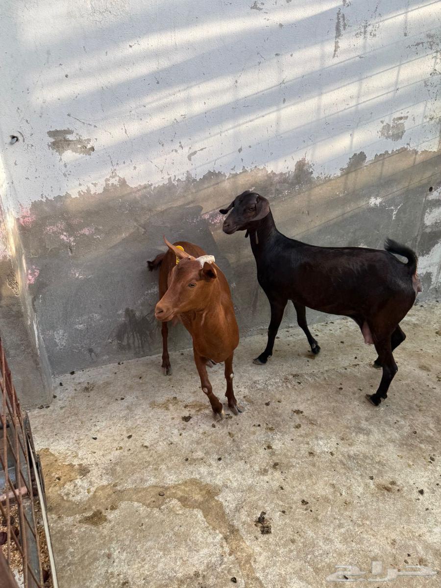 معزا محايلية دهم فاخرة للبيع64503186259074111