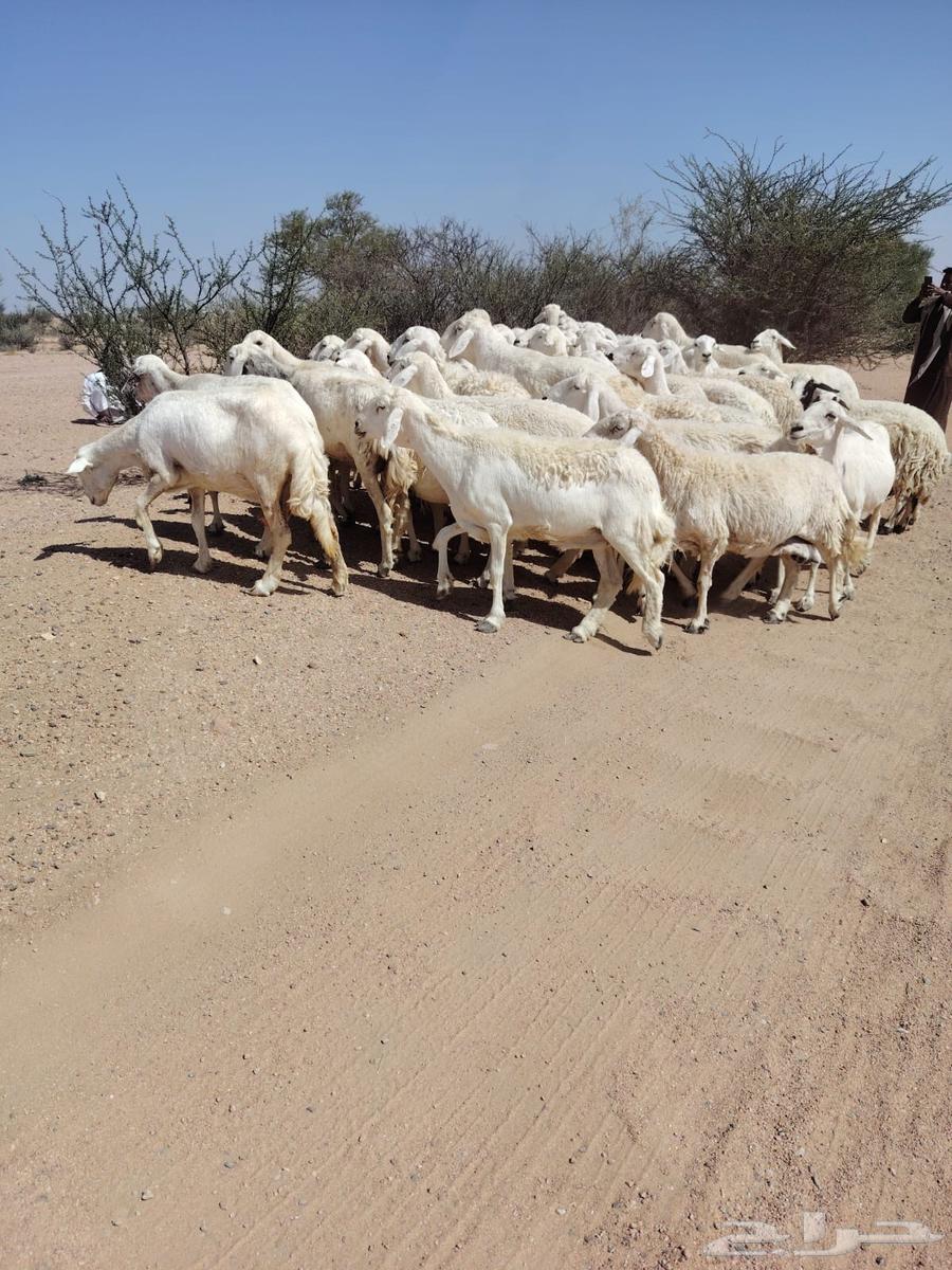 Limit 78064507921734018112