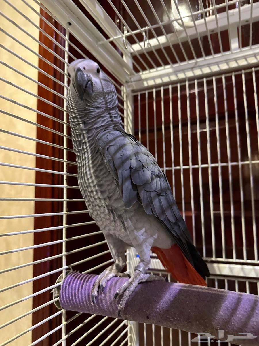 ببغاء كاسكو للبيع64508495205762110