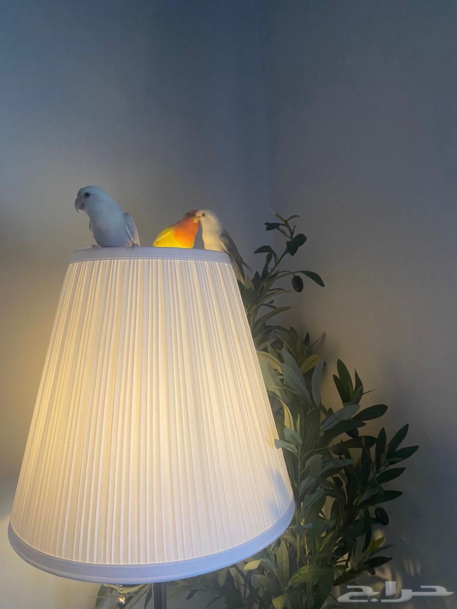 طيور روز64505660542465112