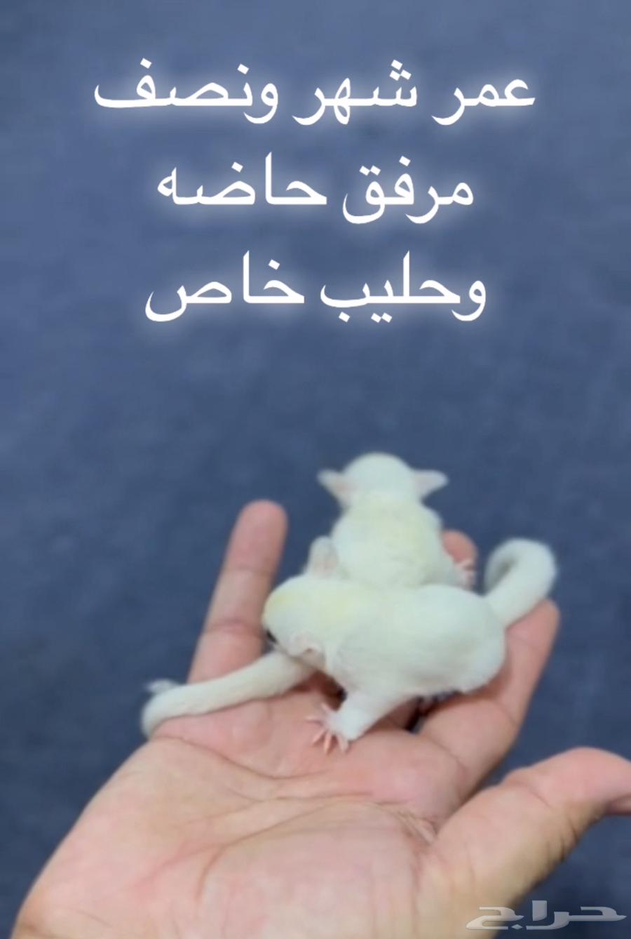 فرخ السنجاب الطائر .. رضيع64502899878274110