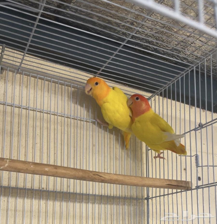 Individuals of the day classifications (Sold)64505342991235110