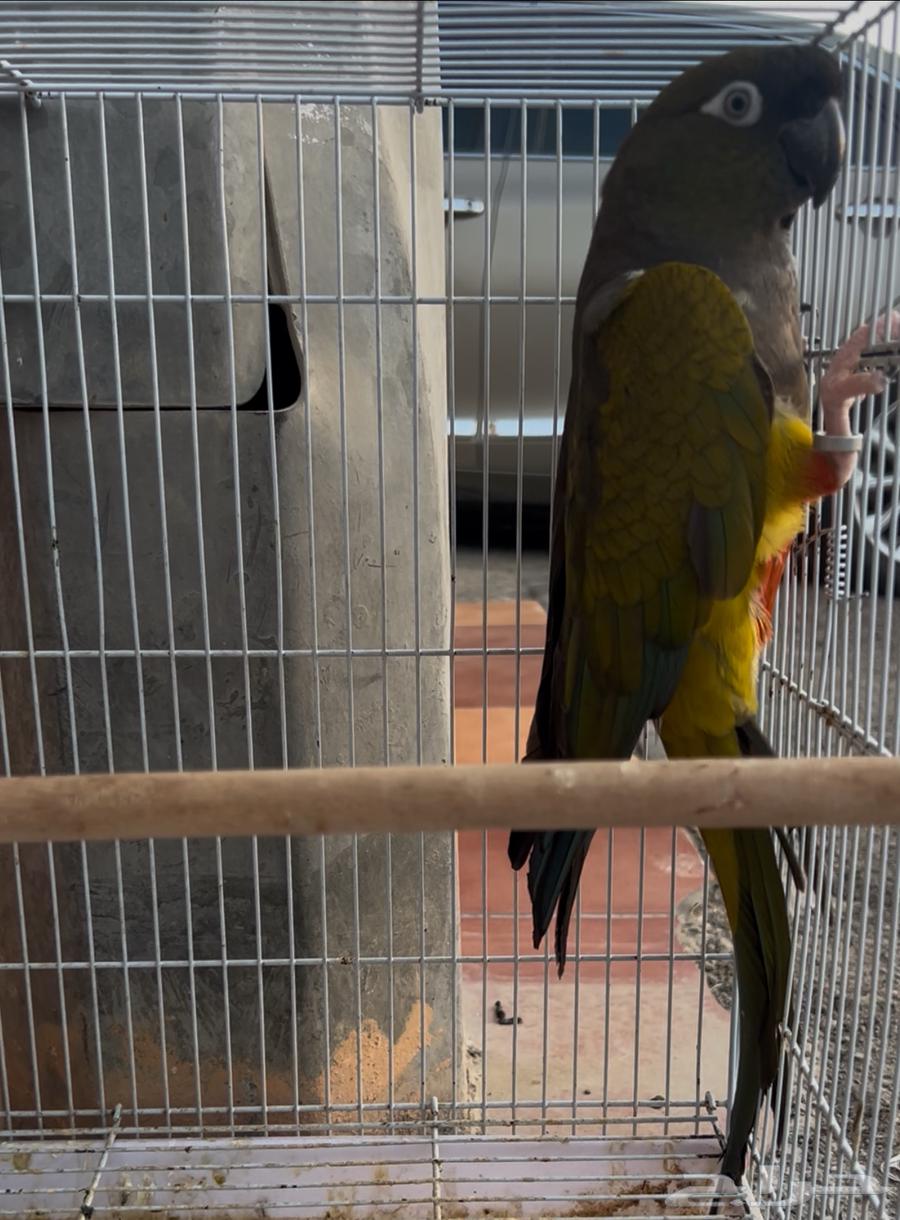 أنثى كنيور باتقونيا64504942969985111